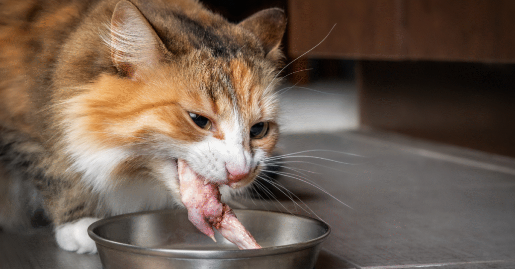 order fresh meat for zoo animals