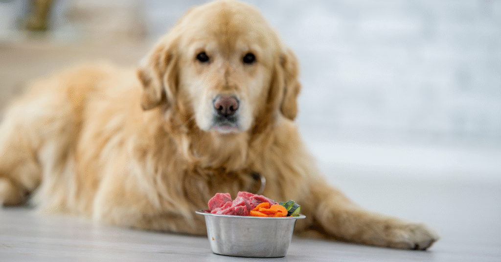 fresh pet food lalazar rawalpindi