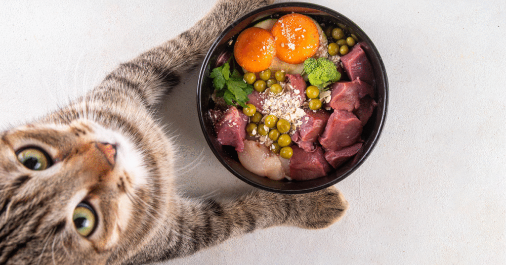 pet food order online lalazar rawalpindi