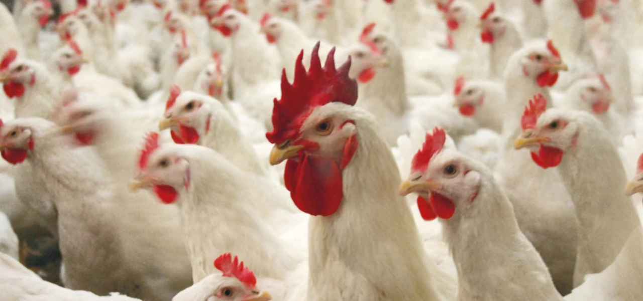 Order Alive Chicken in Lalazaar