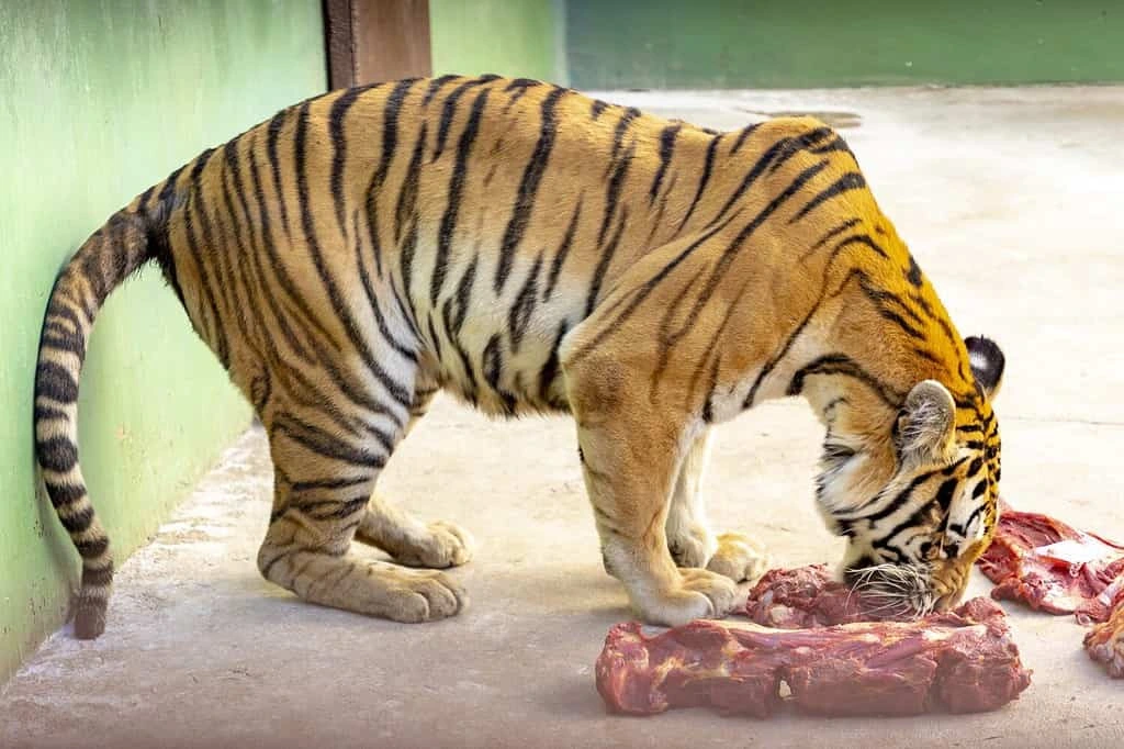 Fresh Meat for Zoos in Islamabad & Rawalpindi