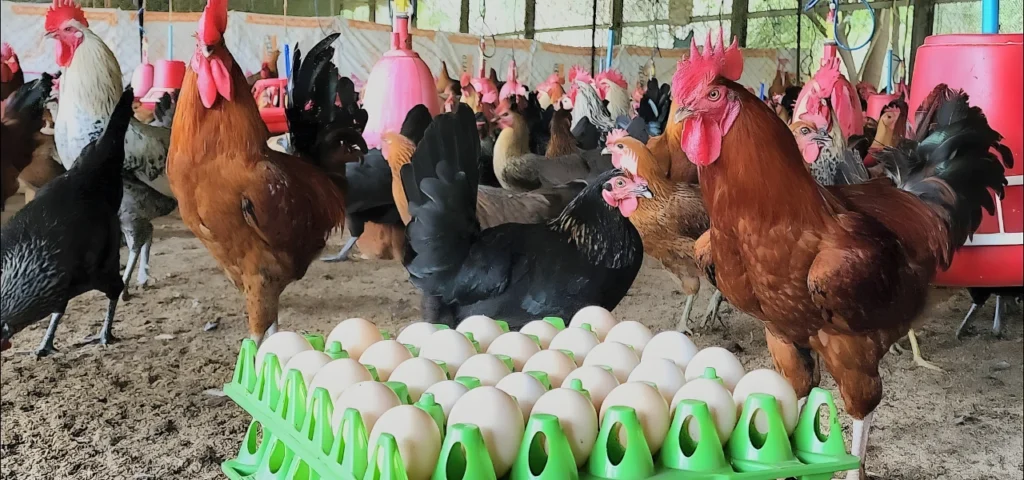 Live Desi Chicken for Hatching