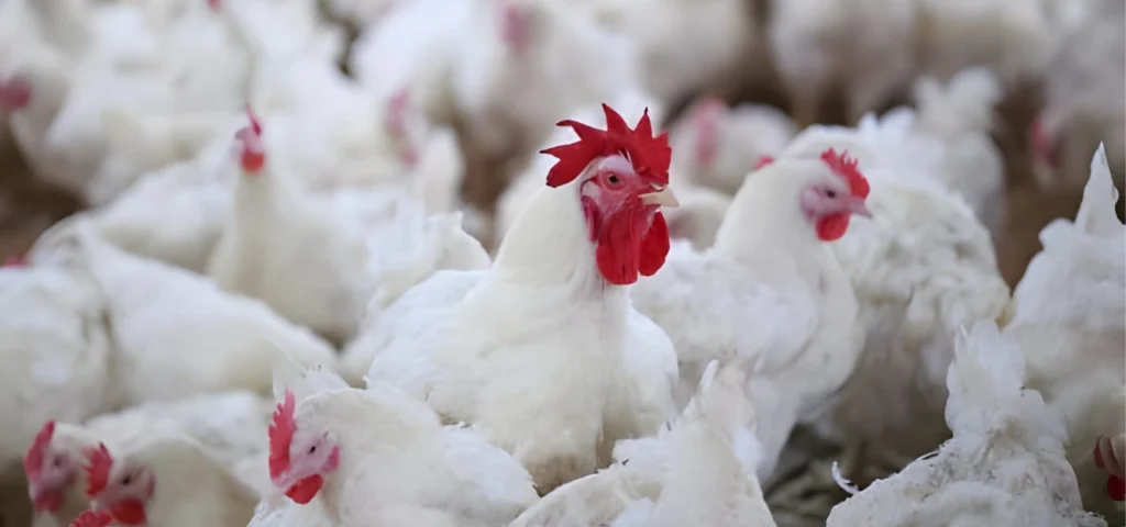 Order bulk chicken broiler at wholesale rate in Rawalpindi Cant