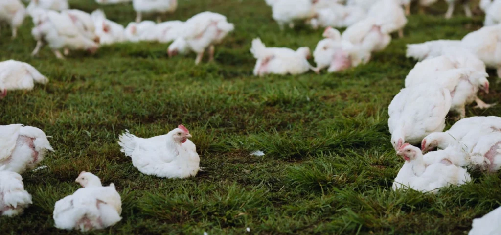 bulk organic chicken at mandi rate in Chaklala Scheme 3