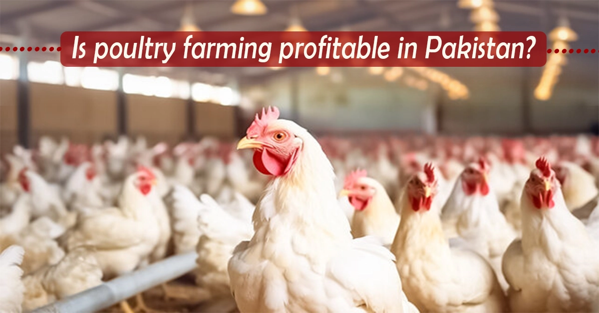 Is Poultry Farming Profitable in Pakistan?