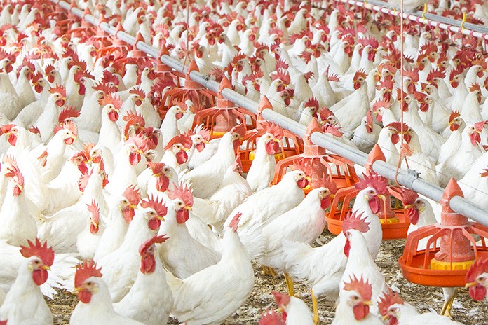 Rural Poultry Farming in Pakistan: Importance & Development